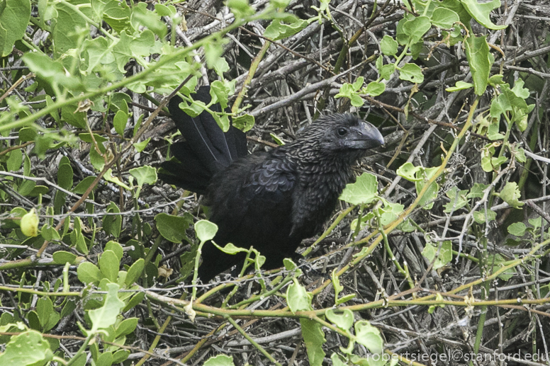 smooth-billed ani